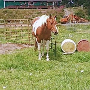 Meet your Posher, Delila